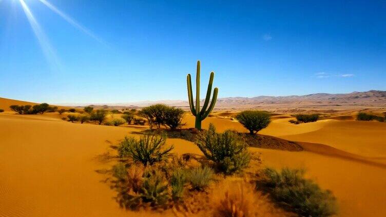 高温的沙漠阳光直射