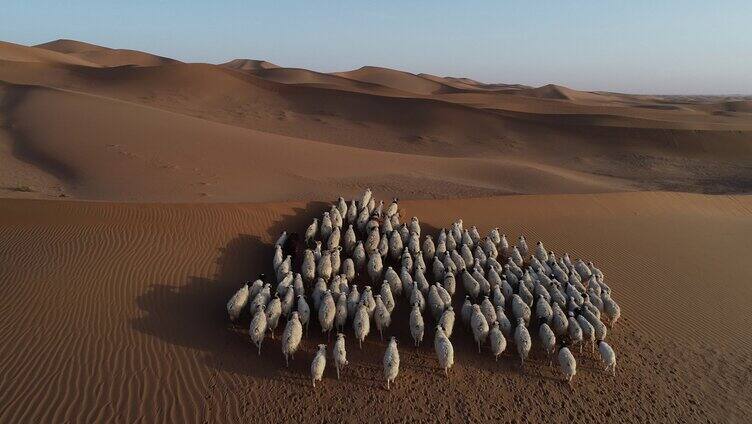 沙漠素材 羊群  航拍羊群