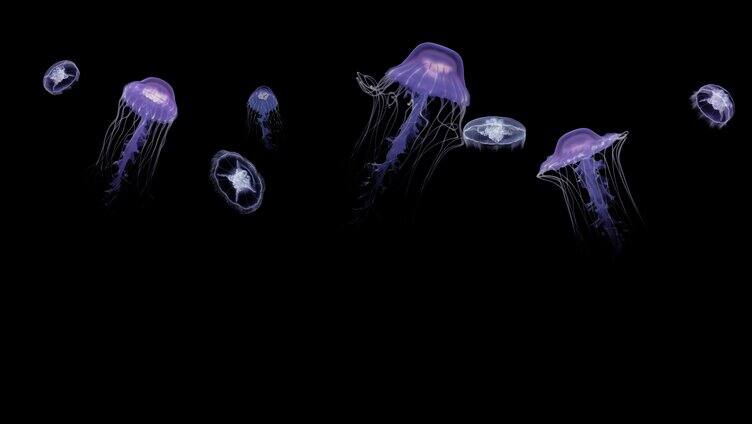4K宽屏海底水母动画