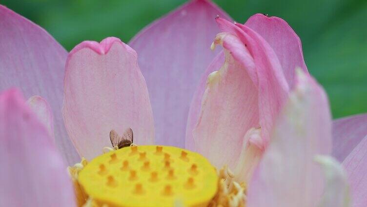 小蜜蜂停落在残荷莲蓬上采蜜微距