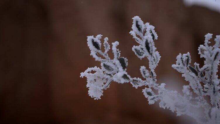 雪景 雾凇 雪花 树枝特写