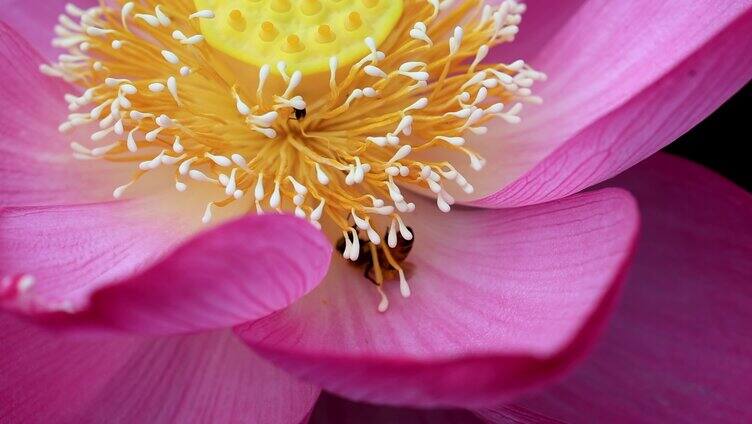 蜜蜂在粉色荷花花蕊上采蜜升格