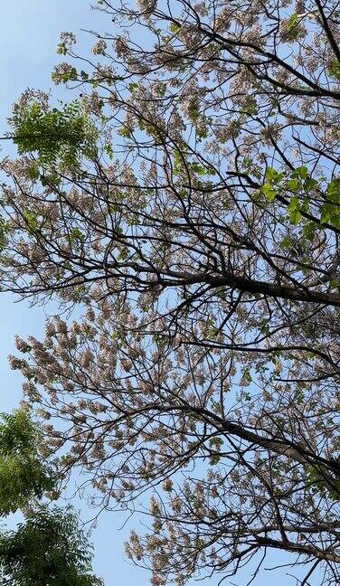 树叶花空镜头