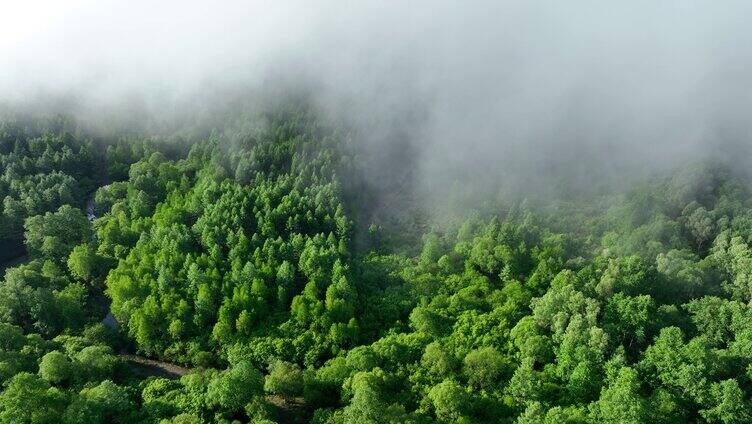 航拍云雾缭绕的绿色山林