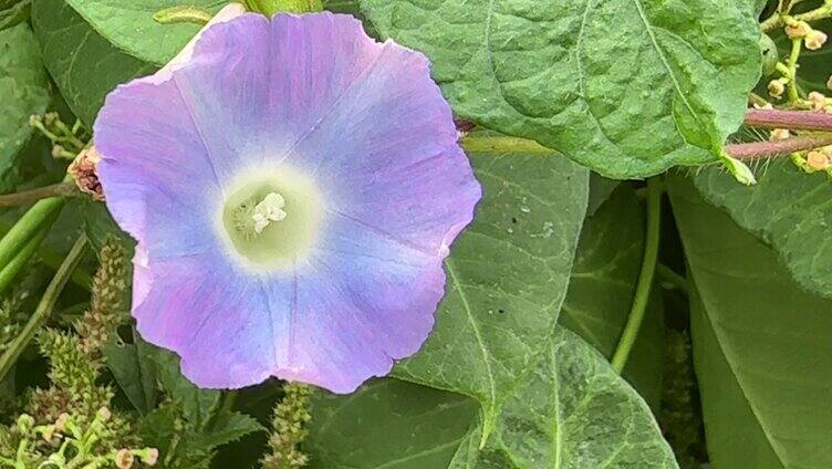 牵牛花特写实拍