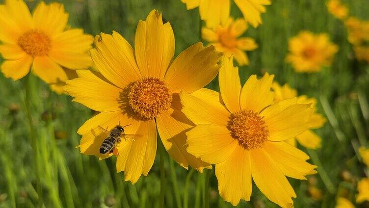 蜜蜂在向日葵采蜜