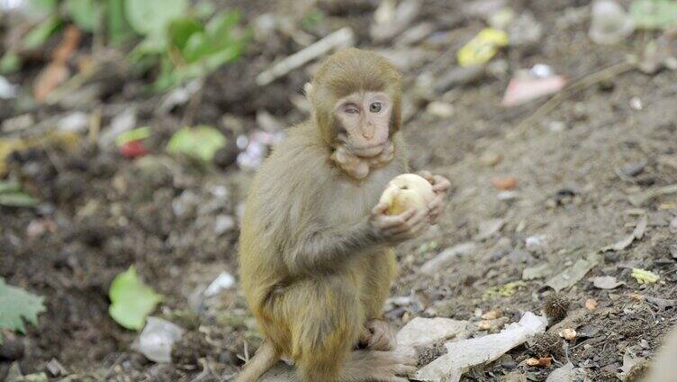 野生猴子吃桃子