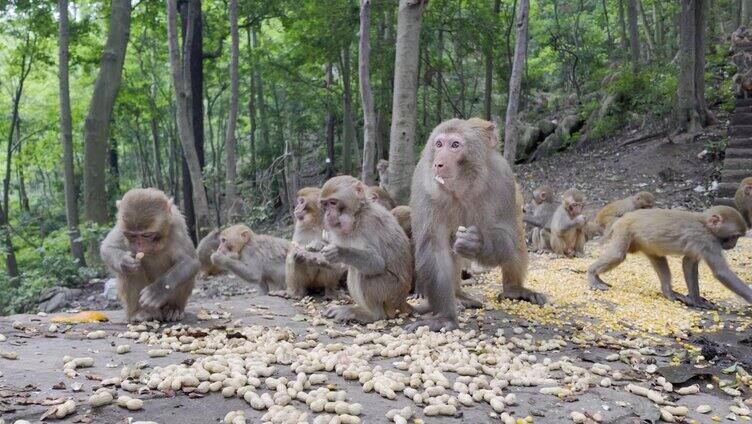 黔灵山猴子野生猴子吃花生