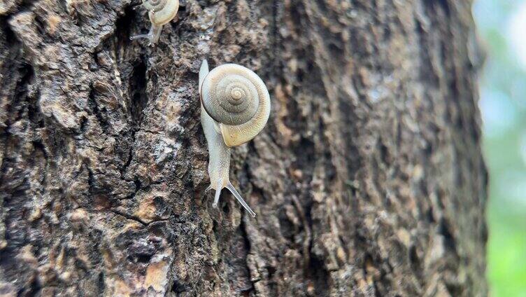 大树上爬行的小蜗牛