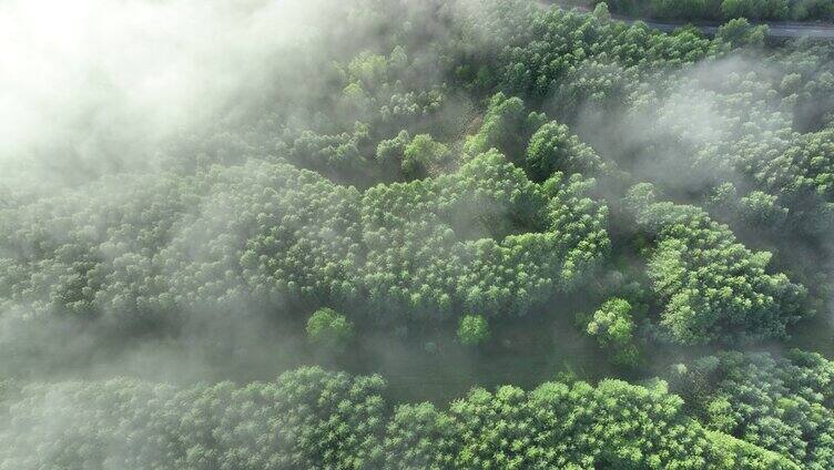 航拍云雾缭绕的绿色山林