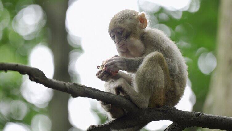 野生猴子吃东西