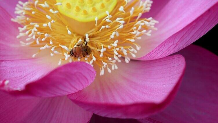 小蜜蜂在粉色荷花采蜜特写