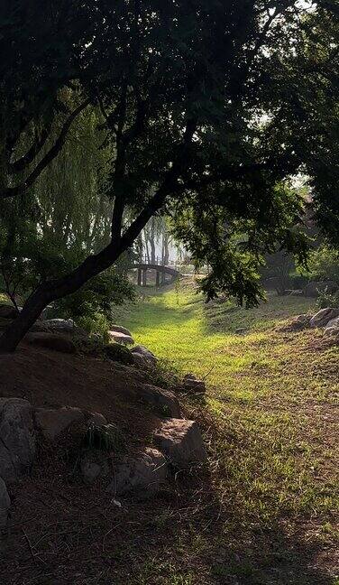 幽静的森林空镜头