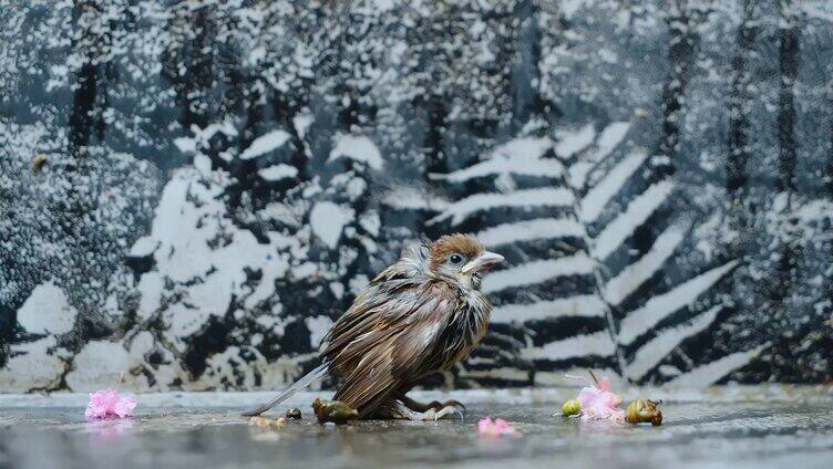 雨天受伤小麻雀升格视频