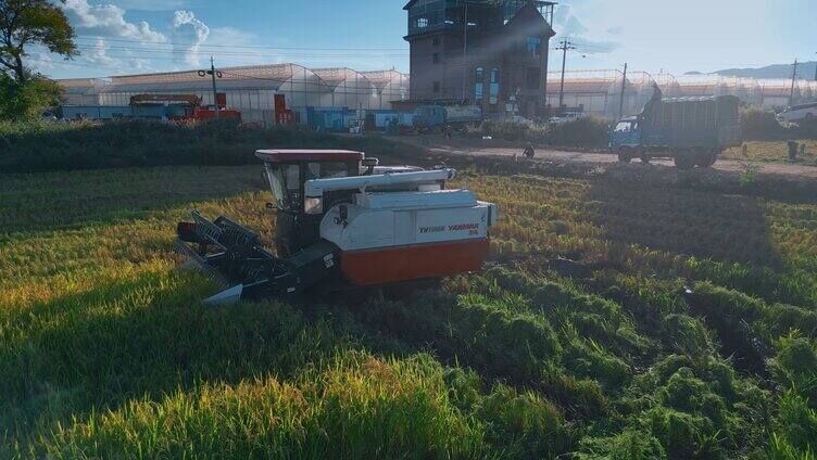 乡村振兴稻田机械化收割水稻