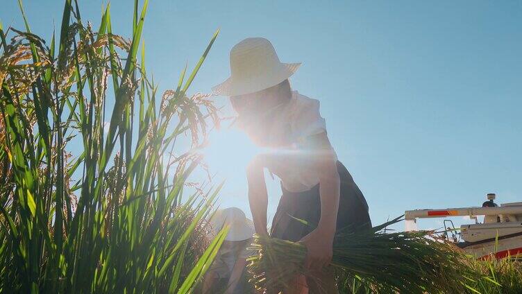乡村振兴 返乡美女大学生 学习收割水稻