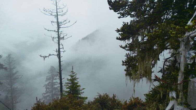 云雾缭绕川藏线318公路山路十八弯云雾森