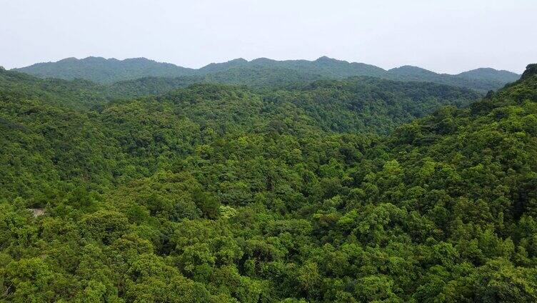 4K航拍原始森林树林树木大自然水