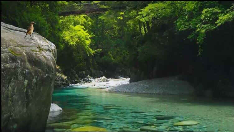 河边石头小鸟