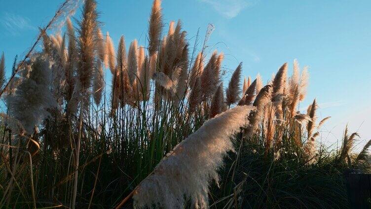 秋季湿地公园夕阳蒲苇芦苇草逆光