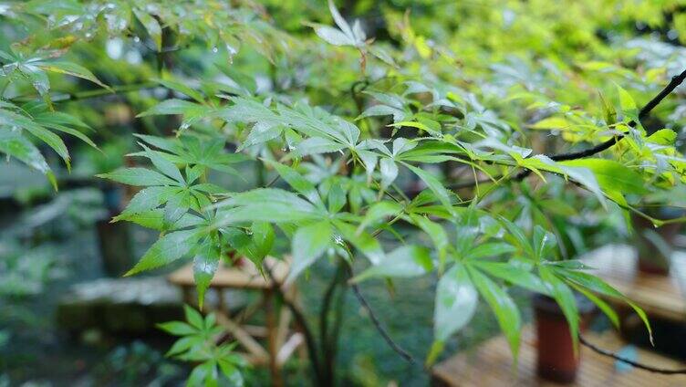 成都街景杜甫草堂雨天绿色树叶