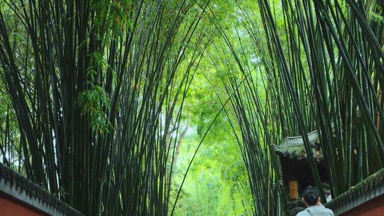 成都街景雨天杜甫草堂红墙绿竹