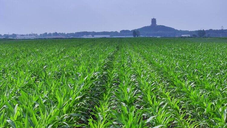 北方田野里的玉米地