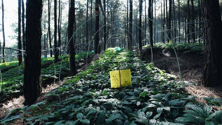 林下三七种植基地 苗圃各个景别4K实拍