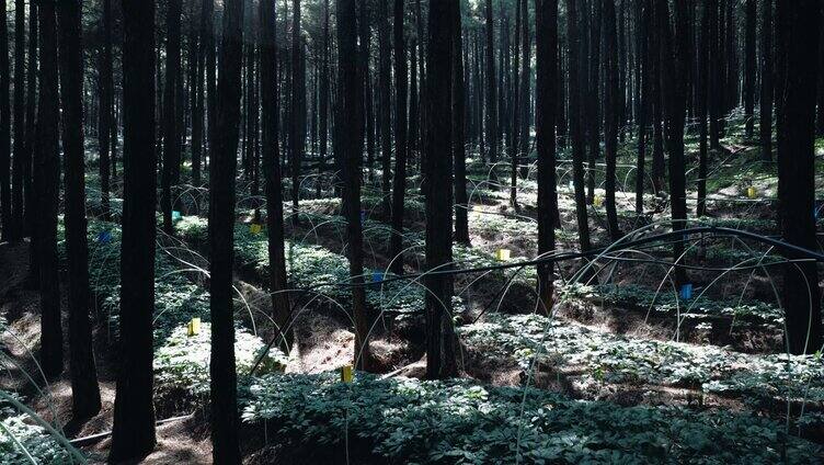 林下三七种植基地 苗圃 林地4K实拍