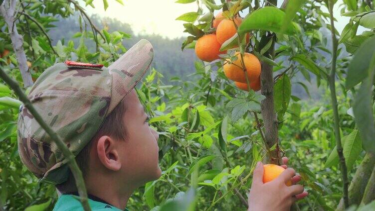 儿童节暑假农乡果园小学生采摘橘子椪柑