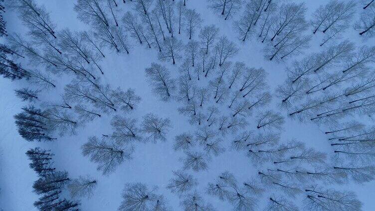 航拍雪季雪原小树林