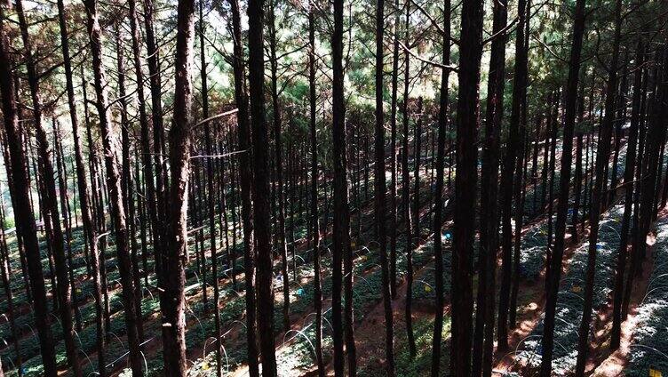 林下三七种植基地特写 全景4K实拍