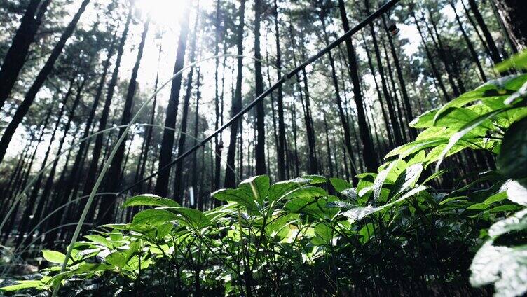 唯美三七植株升格特写4K实拍