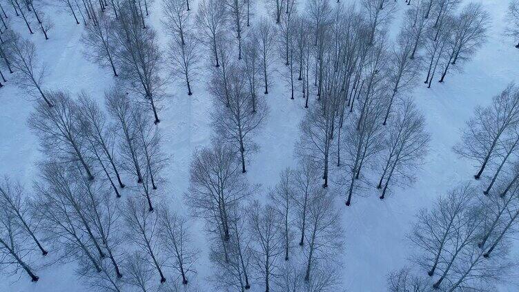 航拍雪季雪原小树林