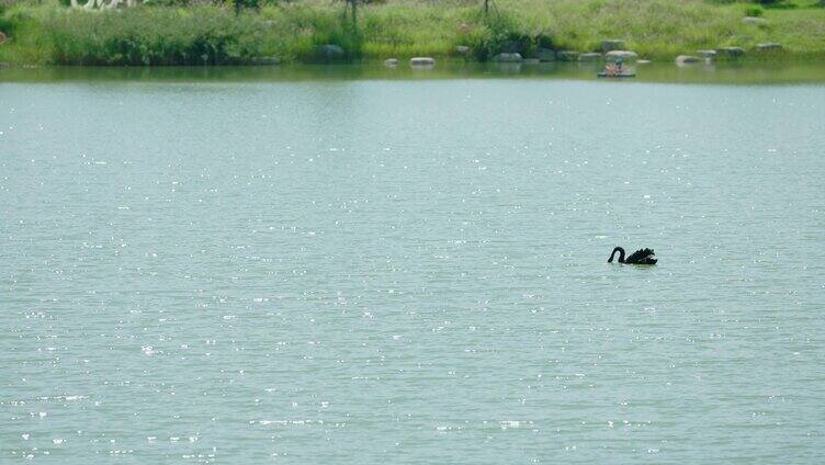 公园湖泊黑天鹅