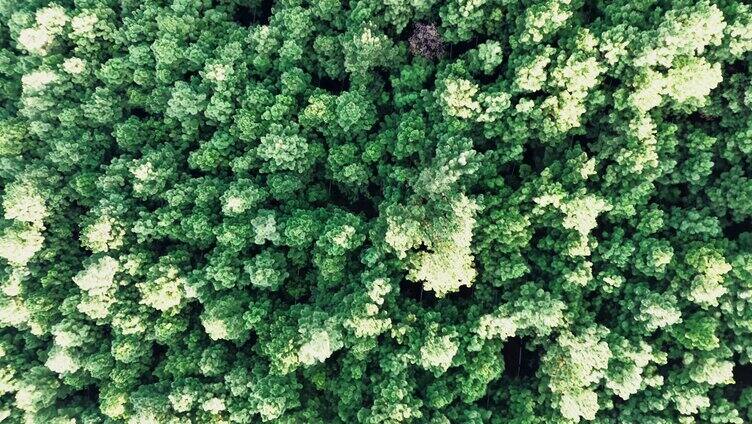 森林树木 林下三七种植基地林地航拍4K