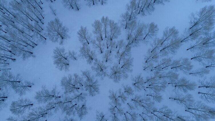 航拍雪季雪原小树林