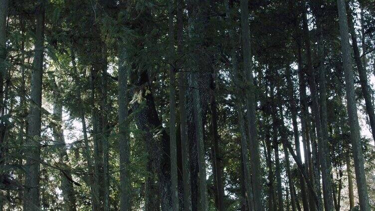 原始森林空镜 寂静的森林 大树 环境