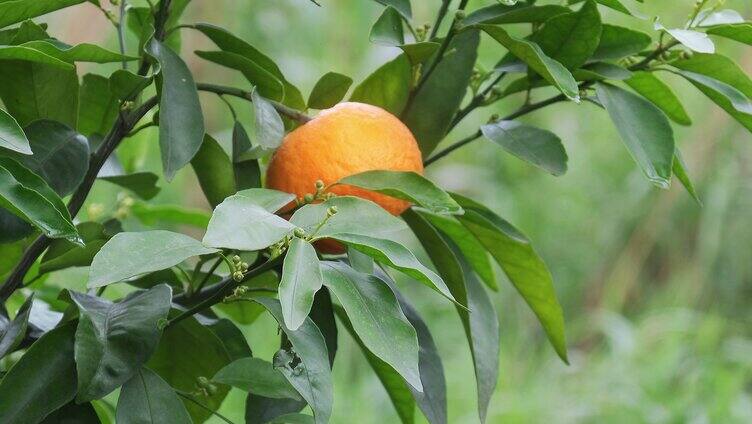 农乡果园金色橘子椪柑