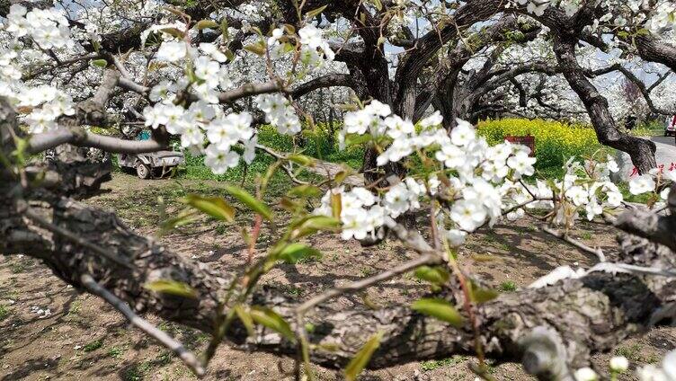 百年梨园/老梨树/梨花节/春天/油菜花梨