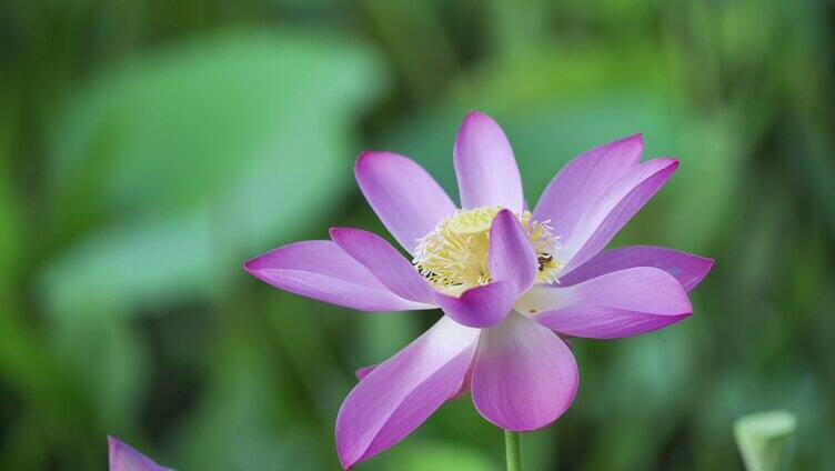 荷花盛开，蜜蜂采蜜