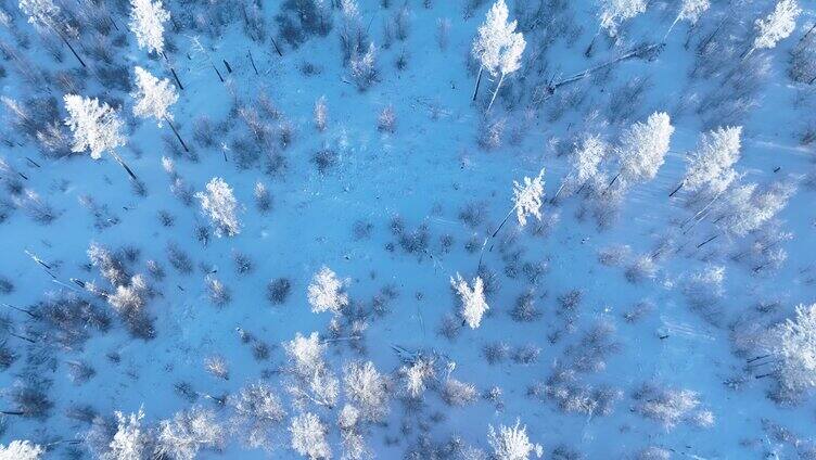 鸟瞰林海雪原阳光雪林