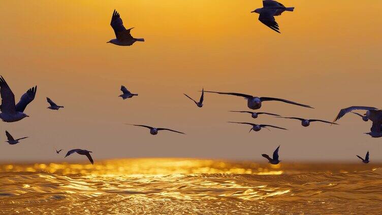 海面上飞翔的海鸥