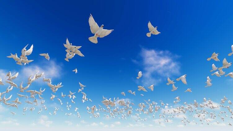 和平鸽自由飞翔