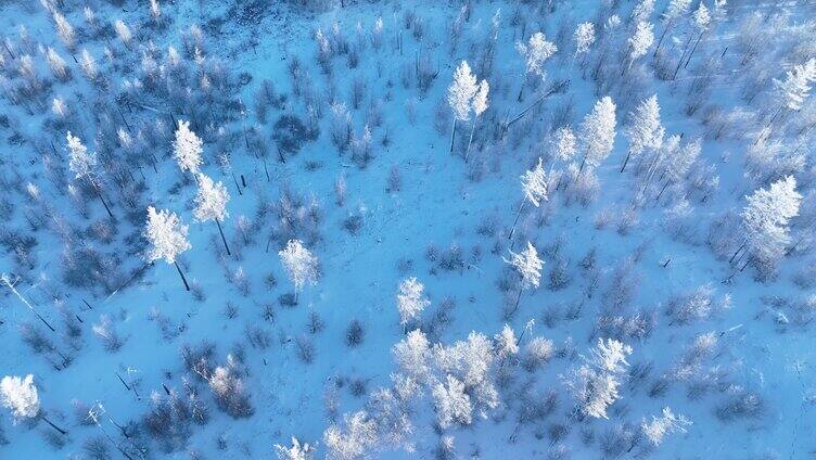 鸟瞰林海雪原阳光雪林