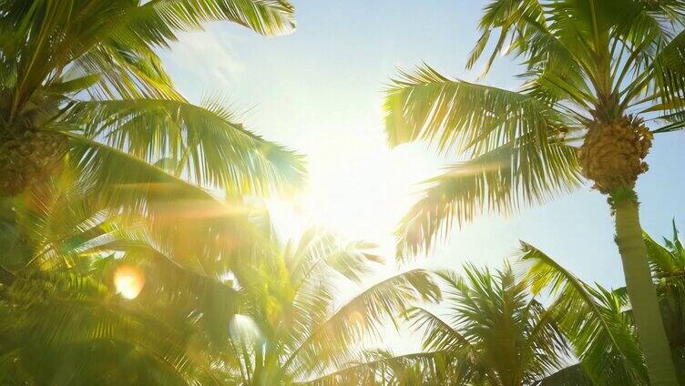 大暑 夏日炎炎 烈日当空 椰林 波光粼粼