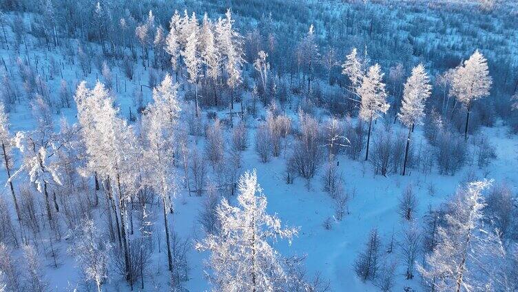 鸟瞰林海雪原阳光雪林