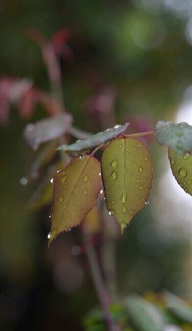 雨后树叶特写