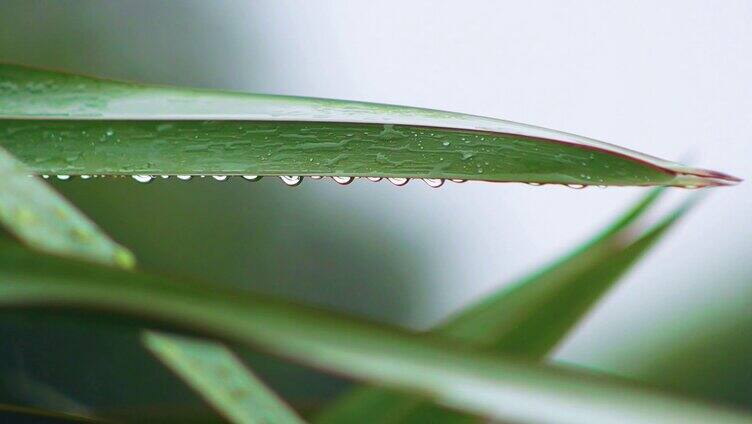 实拍雨中绿植挂水珠视频素材