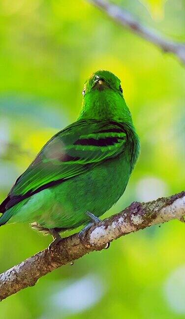 绿阔嘴鸟栖息在树林中